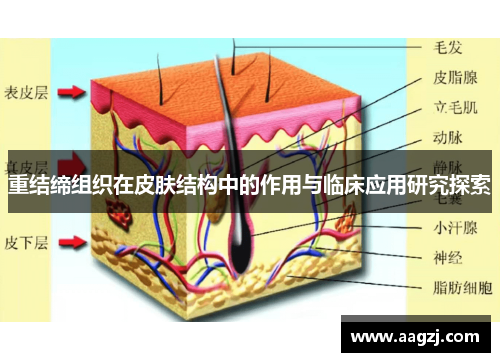重结缔组织在皮肤结构中的作用与临床应用研究探索